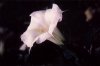 Fleur de Datura : vnneuse
